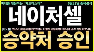 [네이처셀 주가전망] 긴급! 줄기세포 치료제 허가 임박? 폭등 시동! 줄기세포 치료제 일본 임상·허가 기대감 재부각!