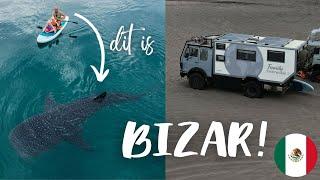 S3E8 | PADDLEBOARDING with WHALESHARKS |traveling with expeditionvehicle from North to South America