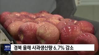 경북 사과생산량 6.7% 감소[포항MBC뉴스]