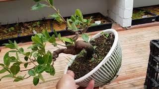 Growing Bonsai in the Ground: Why Only Ficus and Not in Colanders?