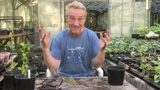 How to take hibiscus cuttings at Stinky Ditch Nursery May’20