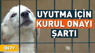 Sokak Köpekleri Kanun Teklifi Hazır | NTV