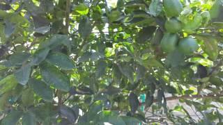 Bearss Lime Tree