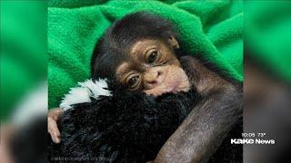 Sedgwick Co. Zoo welcomes baby chimpanzee