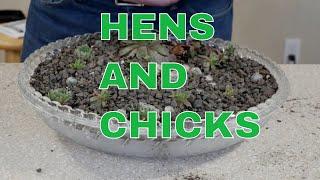 How to Make a Bowl Garden Using Hens and Chicks (Sempervivum)