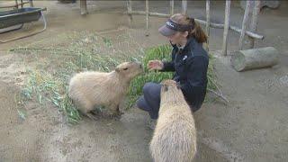 Zoo Day | Meet the capybara, the largest rodent on Earth