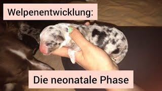 Welpenentwicklung: Die neonatale Phase | So entwickeln sich Welpen in den ersten Wochen