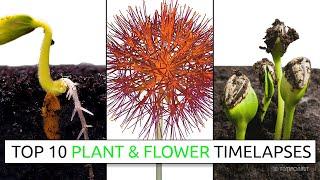 Top 10 Plant and Flower Timelapses