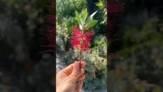 Bottlebrush: A Pollinator Paradise Day and Night! #bottlebrush #droughttolerant