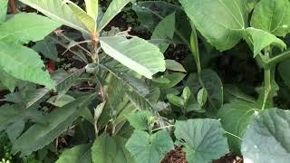 Greenhouse fig production system - first yield of cucumbers.