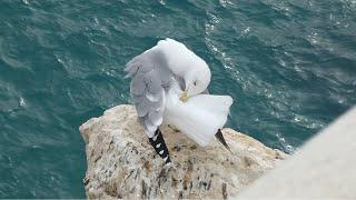 Preening yellow-legged gull at Balco del Mediterrani (Benidorm, Spain)