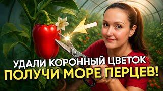  Формировать перец или нет? Ошибка, которую допускают ВСЕ дачники! Открой секрет урожая!