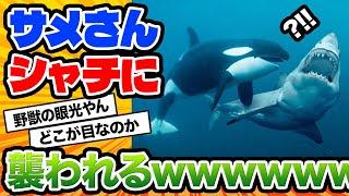 【2ch動物スレ】シャチってこうして見るとめっちゃ怖いよな・・・改めて恐ろしいと思わせる画像、動画