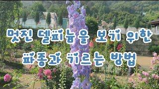 멋진 델피늄을 보기 위한 3년간의 노력 ㅣ 아름답고 웅장한 델피늄 키우기