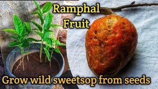 How to grow wild sweetsop(Ramphal Fruit) from seeds|रामफल का पौधा बीज से घरपे उगाये|