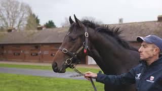 Tattersalls December Sales Preview