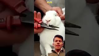 Rabbit owner help cutting teath#shorts #trending #rabbit #pets #cute #animals #short #ytshorts