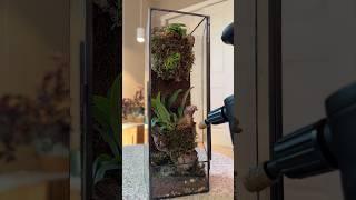 Creating a mini orchid terrarium #terrarium #orchidcollection #orchidcare