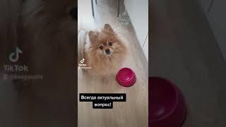 Шпиц всегда готов подкрепиться!