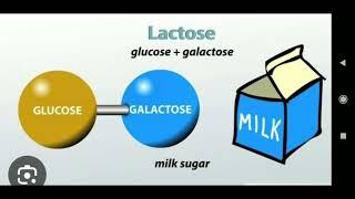 Lactose intolerance | Lactose disaccharide| Lactate| Newborn| Adult digestion | mothers milk