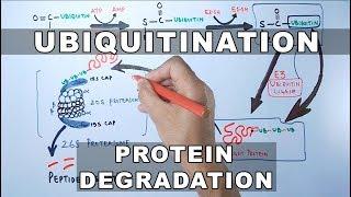 Ubiquitination of Proteins and Protein Degradation