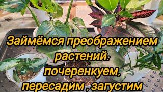 Займёмся преображением растений :почеренкуем, пересадим, загустим посадки