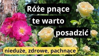 10 najlepszych róż pnących - bezproblemowe w uprawie, odporne na choroby, długo kwitną i pachną