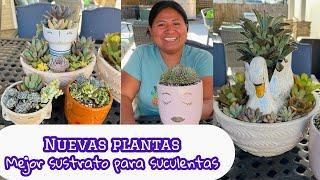 Nuevas plantas y mejor sustrato para suculentas