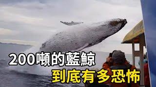 200噸的藍鯨到底有多恐怖？一招「神龍擺尾」能拍死虎鯨！ #nature #wildlife #animal #wildanimals #animals