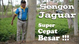 Sengon Jaguar, Bibit Unggul Cepat Besar dibanding Solomon