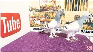 Samsunlu Yusuf Ağa & Erol Başkan (Yerinde Mezat) #Canlı #Mezat #Güvercin  Canlı Güvercin Mezatı