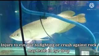 Arowana-Drop eye