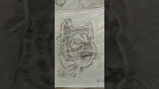 realistic tiger drawing. inspired by its art adda