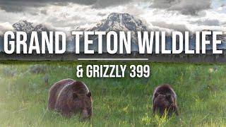 Grizzly 399 & Wildlife in Grand Teton | Finding Grizzlies & Wildlife in Tetons, Yellowstone [4K]