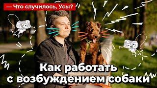 Как работать с возбуждением собаки // Что случилось, Усы