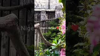 ️ Gorgeous Great Greys Nigel & Barbara enjoying the morning together #shorts #owl #love #cute