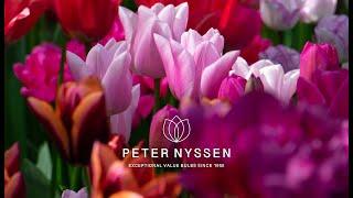 Bestselling flower bulbs direct from The Netherlands. Tulips, Daffodils, Alliums and more online now