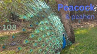 Peacock & peahen