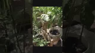 How I Started Using 5 Gallon Buckets #youtubeshorts #shorts #vegetables #gardening