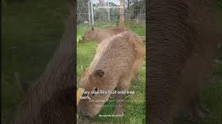 Capybara | The friendliest rodent on Earth #shorts