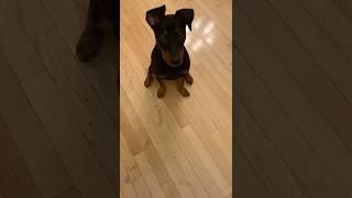 Puppy’s Adorable Reaction to Hearing Her Name | Molly the German Pinscher