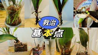 【23010】无根少叶蝴蝶兰抢救成功汇总，七棵蝴蝶兰救治中，掌握好这几点，简单且成功率高【静姐说花】