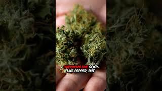 Top3 things Terpenes for bud. #shorts #shortsfeed #youtube #youtube #viralvideo #trending #fyp #fy