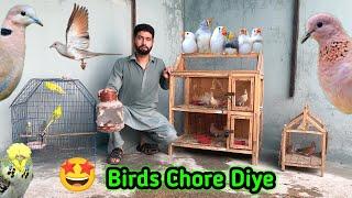 Birds ko master cage main chore diya  | diamond dove ny nest chore diya