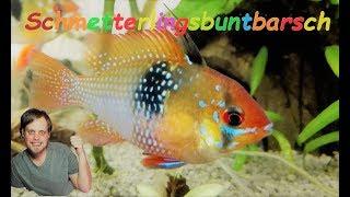 Schmetterlingsbuntbarsch Haltung - Mikrogeophagus ramirezi