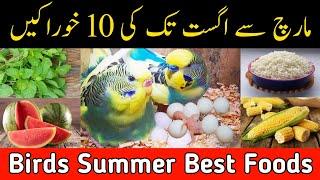 Budgies Lovebirds summer foods | March to August diet plan for all birds | Summer softfoods