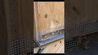 Dead Outs are Easy to Spot #honeybee #honey #readout