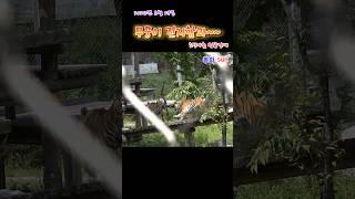 무궁이 진지함과~~ (2024. 6.29.)(봉화sun)(호랑이숲) #tiger #animals #zoo