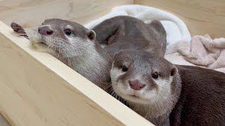 Making a Birth room for Pregnant Otter.