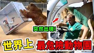 世界上最危險的10個動物園！和獅子真正零距離接觸，一旦進入就別想逃走！| 好奇指南針 #動物園 #刺激 #景點 #遊玩 #top #top10 #世界之最 #四處觀察 #出類拔萃